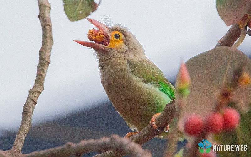 Brown-headed Barbet